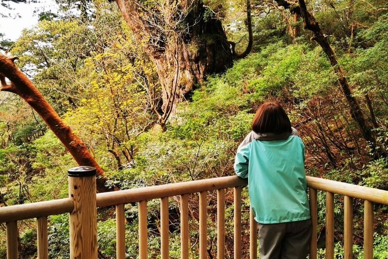 Yakushima Hiking Tour - Should you book this Yakushima hike?