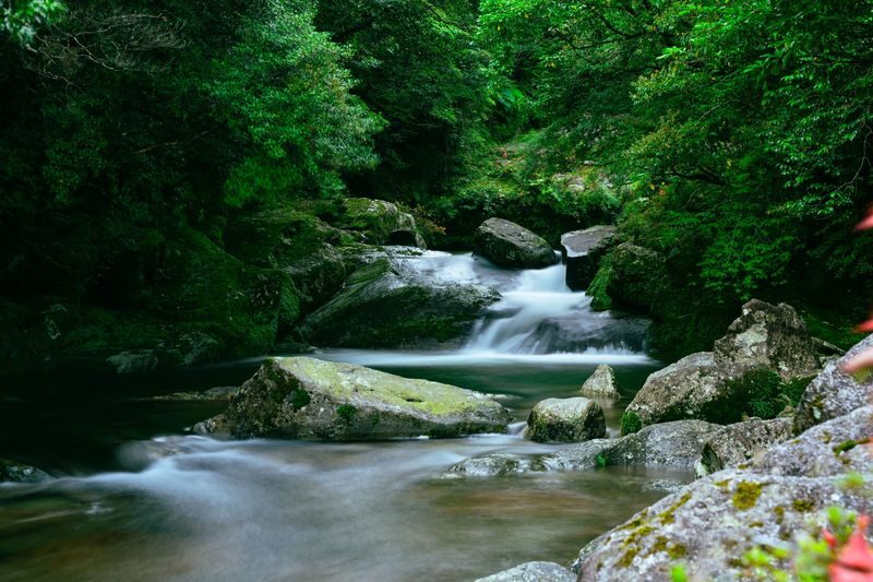 Yakushima UNESCO Forest & Waterfalls Tour - Key points to know