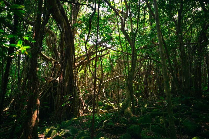 Yakushima UNESCO Forest & Waterfalls Tour - A full day of Yakushima in one loop