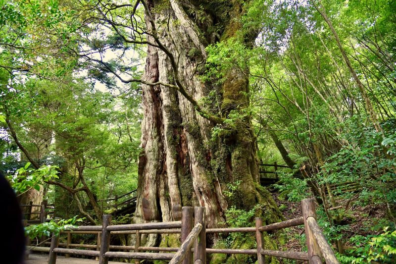 Yakushima UNESCO Forest & Waterfalls Tour - Nagata Beach: a coast with a purpose