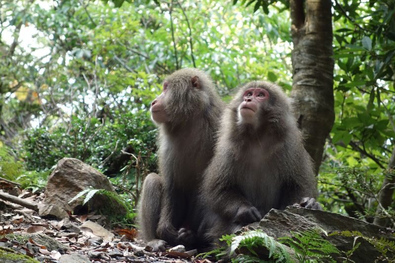 Yakushima UNESCO Forest & Waterfalls Tour - A gentle stop at Shidoko Orchid Garden