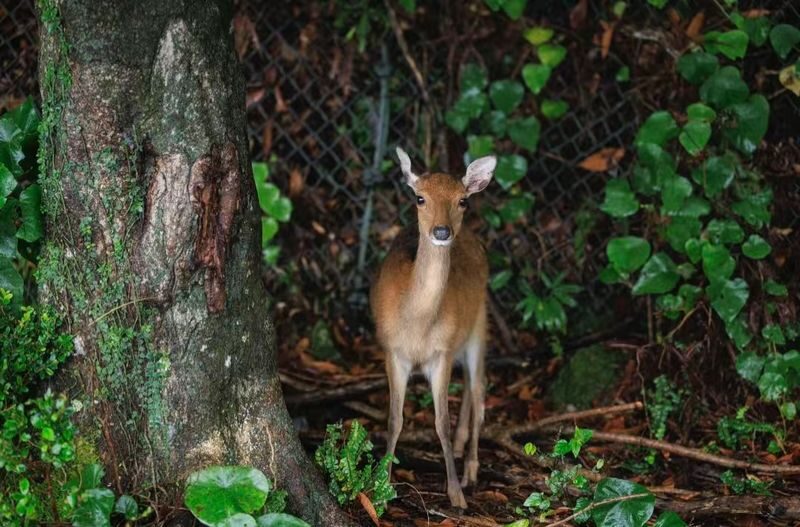 Yakushima Yakusugi Land & Waterfalls Private Tour - A driver who does more than steer