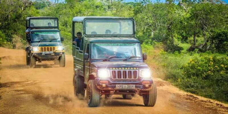 Yala: 1 Day Leopard Safari with Picnic Lunch from Hambantota - The Value of This Safari