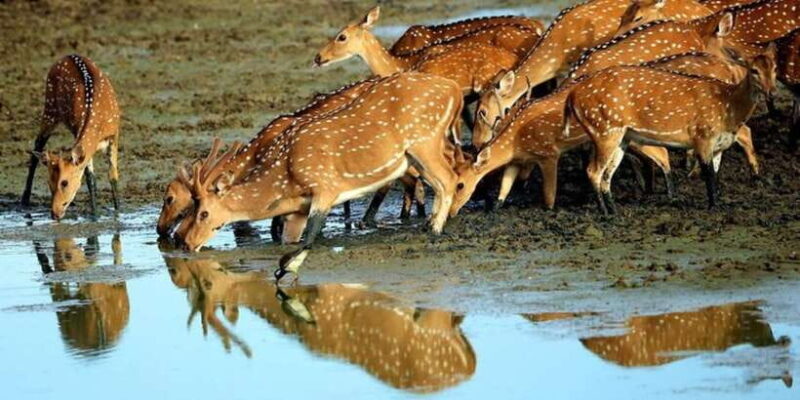 Yala: 1 Day Leopard Safari with Picnic Lunch from Hambantota - Final Thoughts