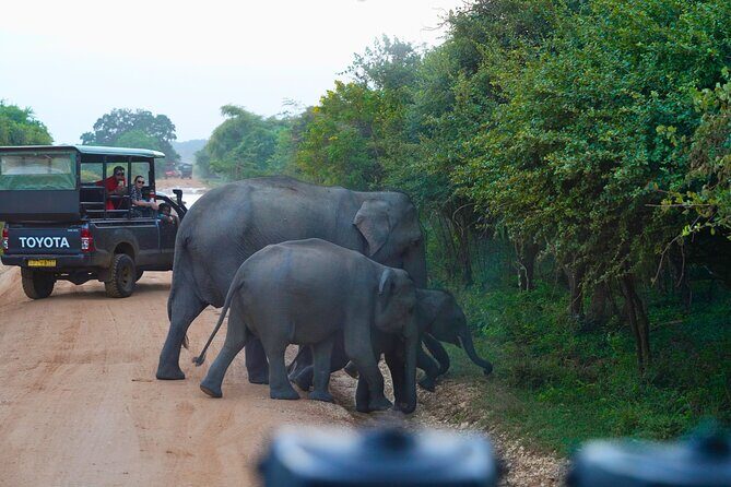 Yala 4h Jeep Safari: Guided Wildlife Experience (All Inclusive) - Who Should Book This Safari?