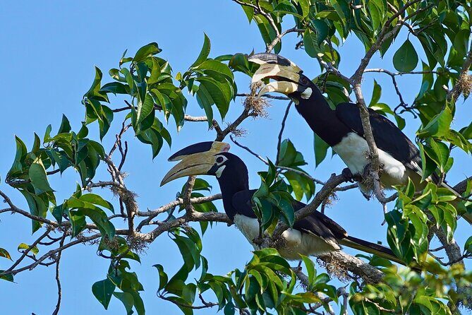 Yala 4h Jeep Safari: Guided Wildlife Experience (All Inclusive) - FAQ