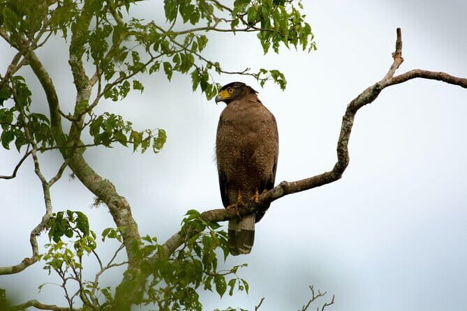 Yala Best Extended Half Day Safari By Ceylon Leopard Safari - Deep Dive: What Makes This Safari Stand Out?