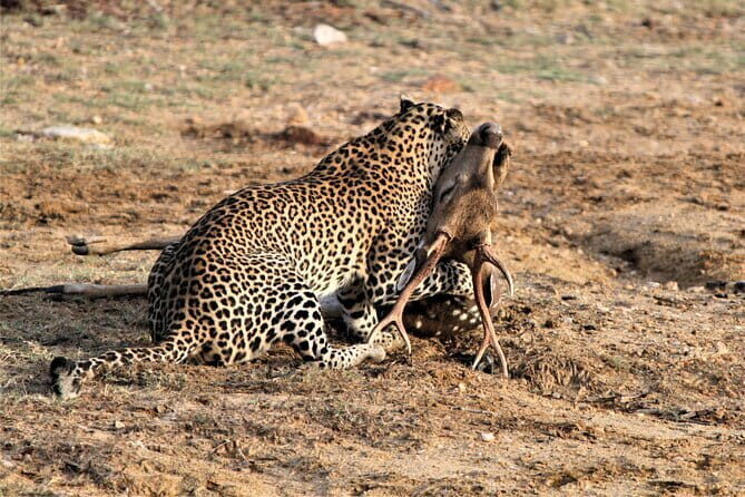 Yala Best Extended Half Day Safari By Ceylon Leopard Safari - Final Words