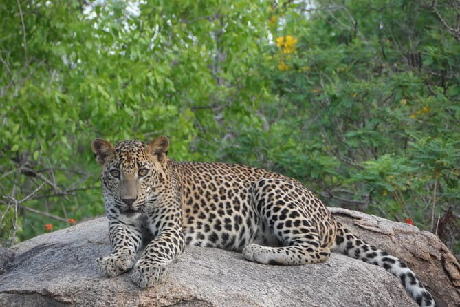 Yala Best Extended Half Day Safari By Ceylon Leopard Safari - FAQs