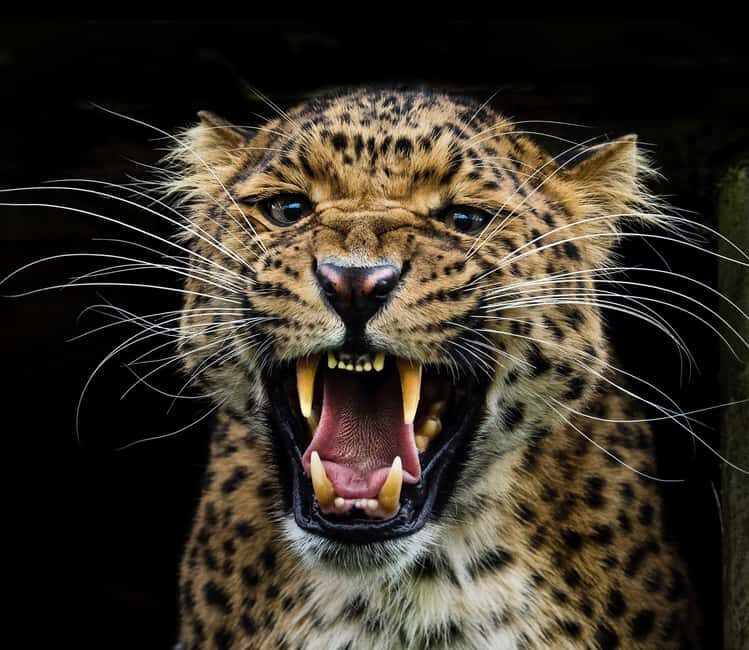 YALA BLOCK 5 & 6 (Weheragala & Lunugamwehera) Safari Tour - Exploring the Yala Blocks 5 & 6 Safari Tour