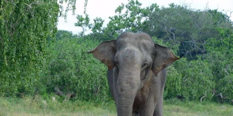 YALA BLOCK 5 & 6 (Weheragala & Lunugamwehera) Safari Tours - YALA BLOCK 5 & 6 (Weheragala & Lunugamwehera) Safari Tours