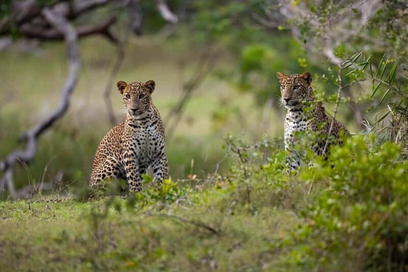 YALA BLOCK 5 & 6 (Weheragala & Lunugamwehera) Safari Tours - A Detailed Breakdown of the Experience