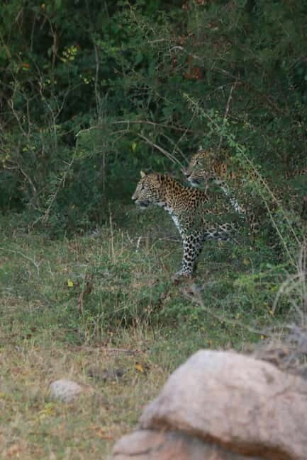 YALA BLOCK 5 & 6 (Weheragala & Lunugamwehera) Safari Tours - Who Will Love This Tour?