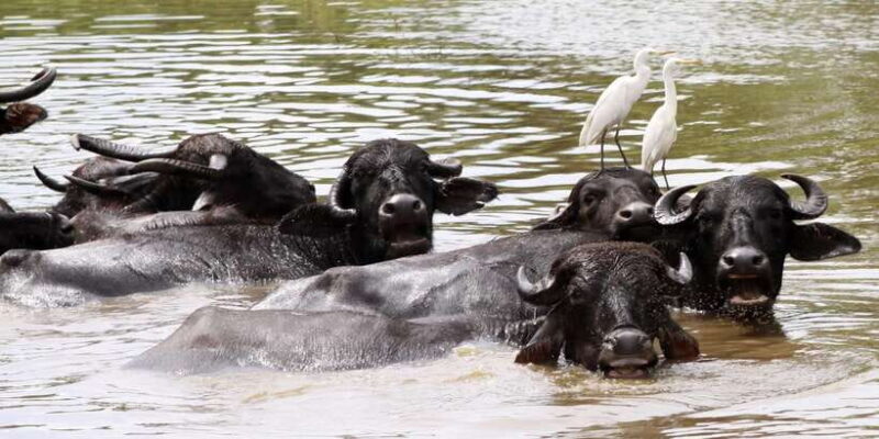 Yala Block 5: Private Morning or Evening Safari - Cost-Value Analysis