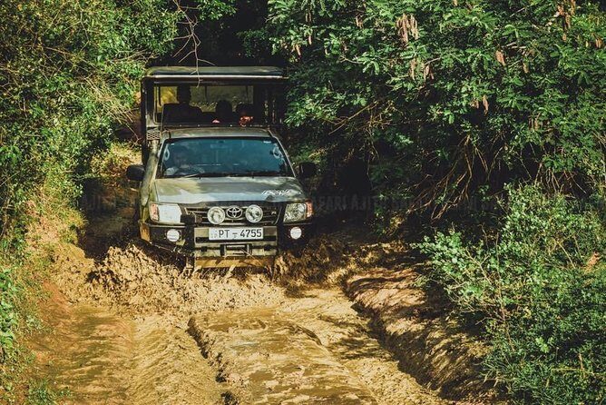 Yala Full day Leopard Safari Tour with Picnic Lunch - A Deep Dive Into the Yala Safari Experience