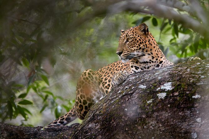 Yala Full day Leopard Safari Tour with Picnic Lunch - Who Should Consider This Tour?