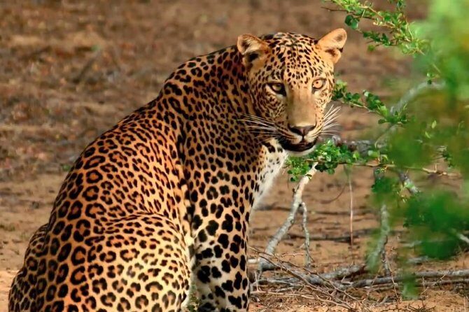 Yala Full Day Safari with Picnic Lunch - Private & All Inclusive - Yala Full Day Safari with Picnic Lunch – Private & All Inclusive