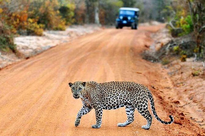 Yala Full Day Safari with Picnic Lunch - Private & All Inclusive - The Practical Side: Transportation, Timing, and Value