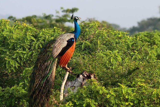 Yala Full Day Safari with Picnic Lunch - Private & All Inclusive - The Sum Up