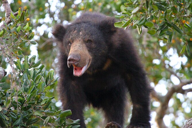 Yala Half Day Safari from Hambantota Port Shore Excursion - The Transport: Comfort and Practicalities