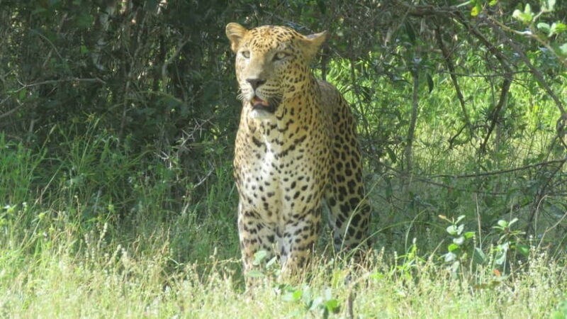 Yala National Park 4*4 Leopard Safari Tour - The Details of the Yala Safari Experience