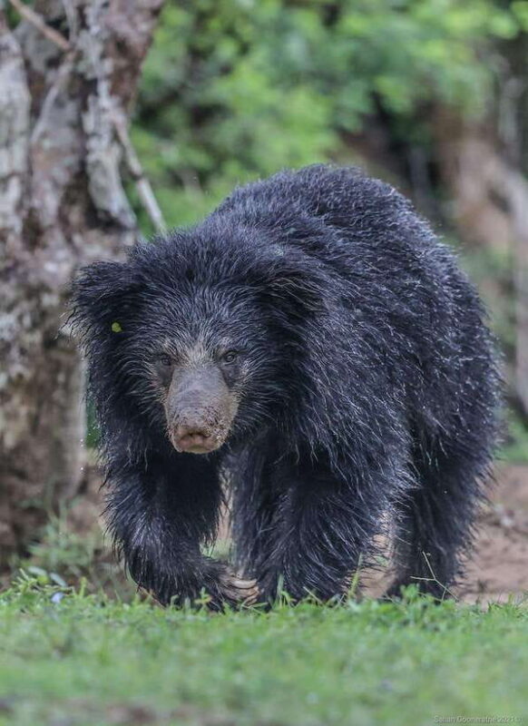 Yala National Park: 7 hour & 12 hour Leopard Safari Tours - What to Expect on Your Yala Safari
