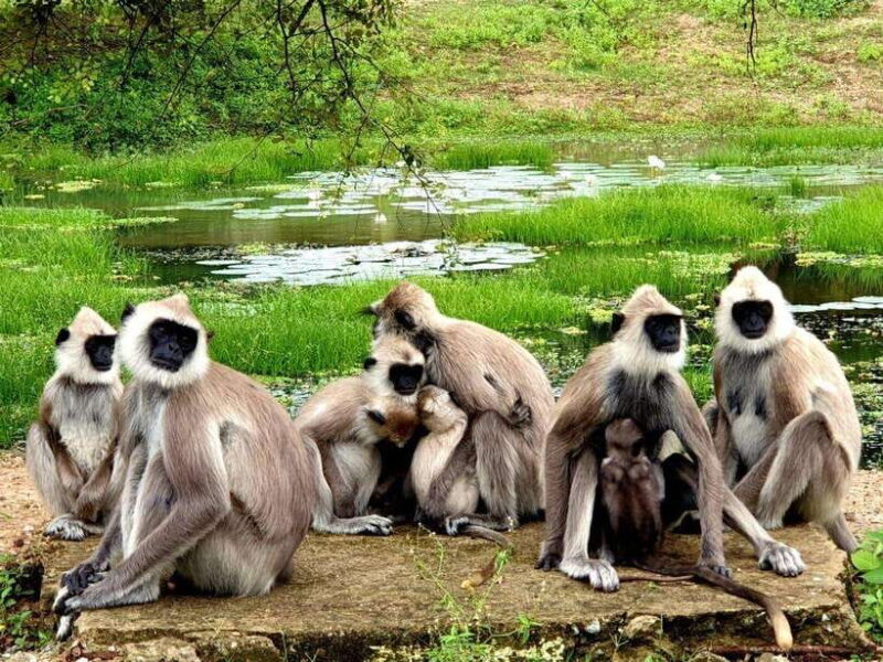 Yala National Park: 7 hour & 12 hour Leopard Safari Tours - Authentic Experiences and Honest Insights