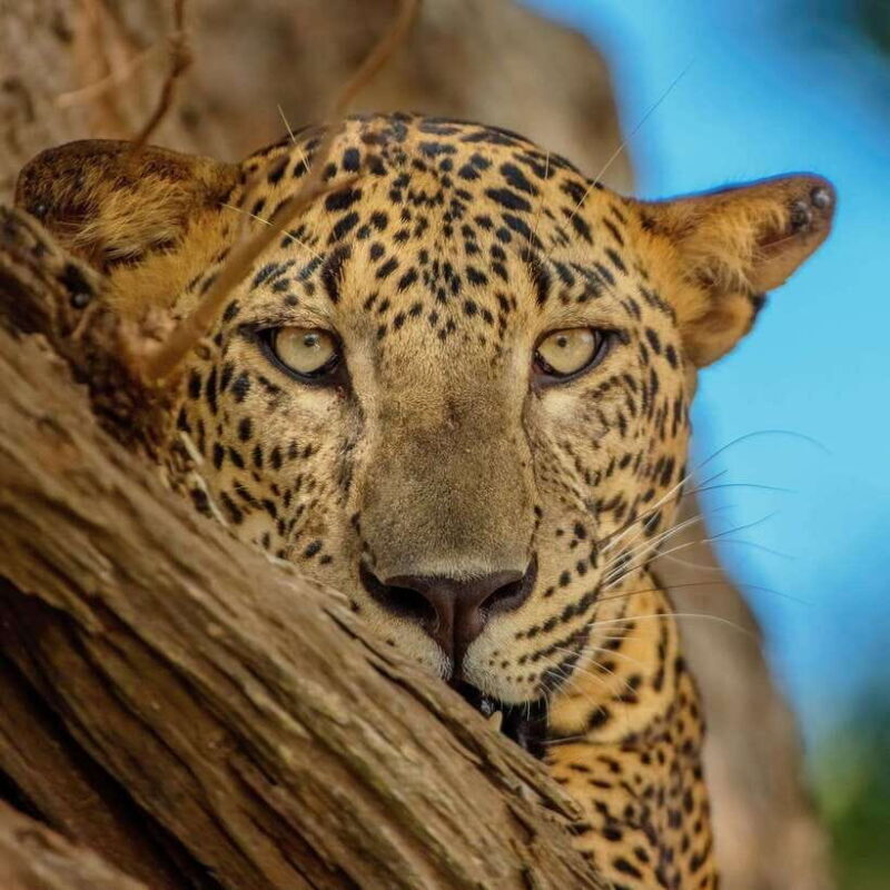 Yala National Park: 7 hour & 12 hour Leopard Safari Tours - Cost and Value Analysis