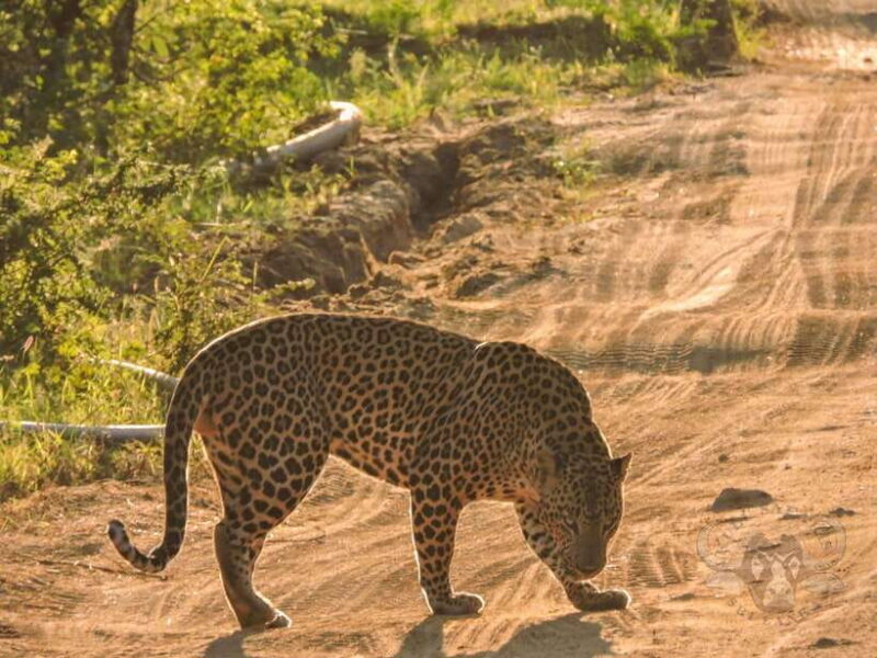 Yala National Park: 7 hours or 12 hours Leopard Wild Safari - FAQ