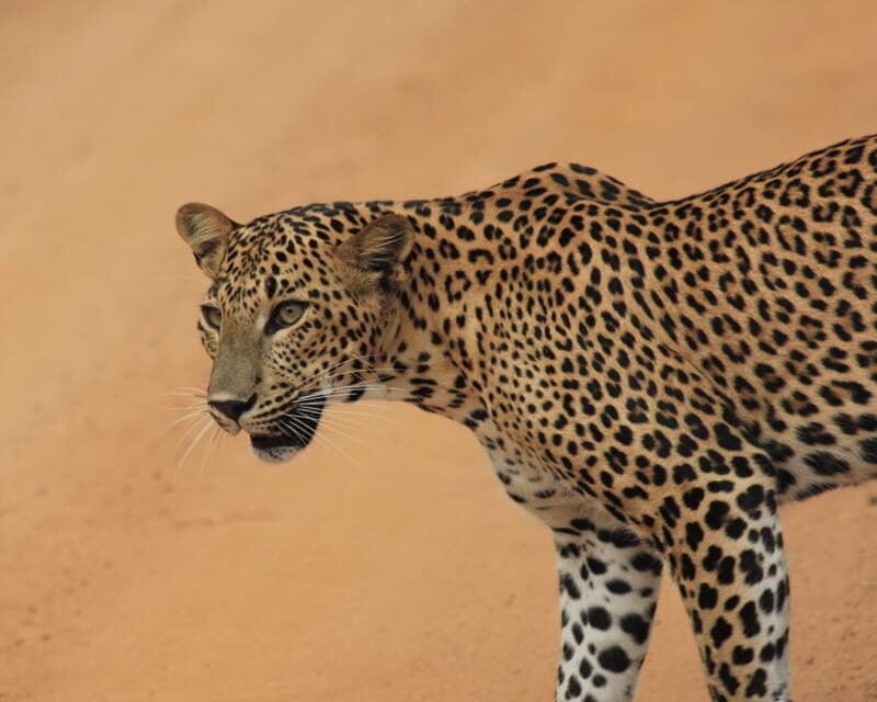 YALA National Park (7 - hours) Wildlife Safari Tour - FAQ