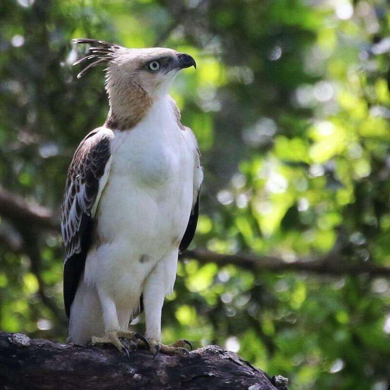 Yala National Park: All Inclusive Private Safari Day Trip - Key Points