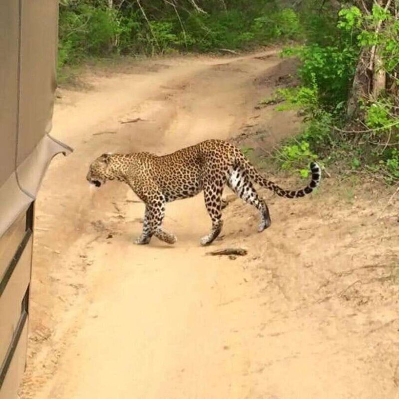 Yala National Park: All Inclusive Private Safari Day Trip - Why This Tour Works Well for You