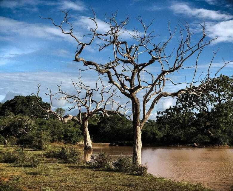 Yala National Park: All Inclusive Private Safari Day Trip - FAQs About the Yala National Park Safari