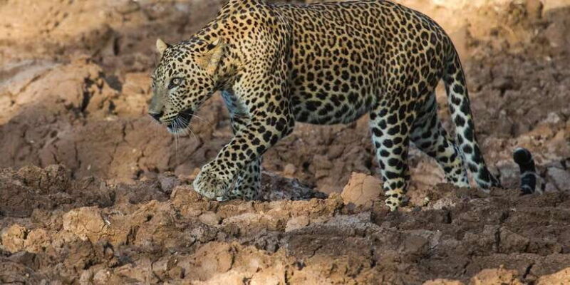 Yala National Park: ALL INCLUSIVE PRIVATE Safari Tour - In-Depth Review of the Yala Safari Tour