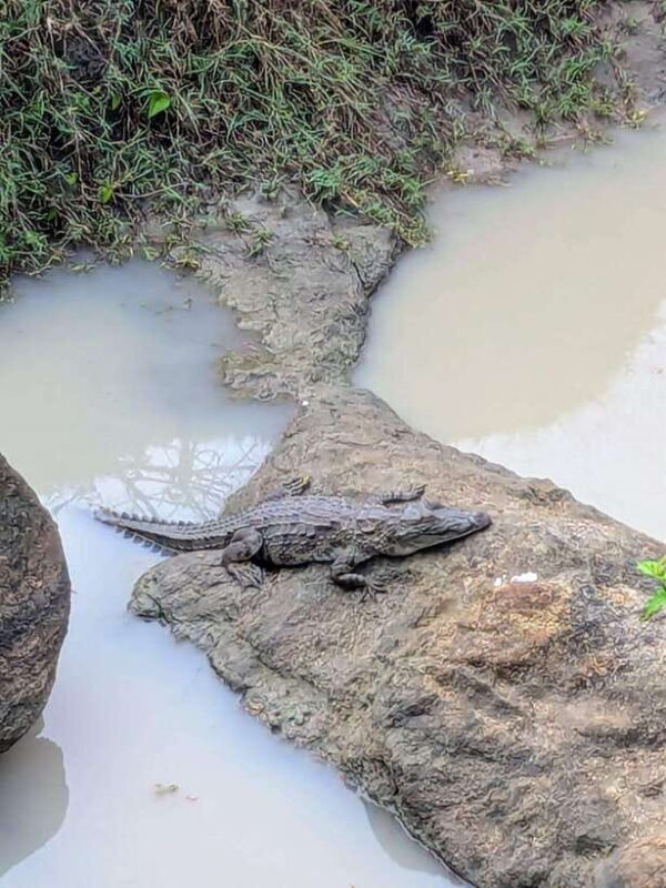 Yala National Park: Day Tour with Jeep Safari - Frequently Asked Questions