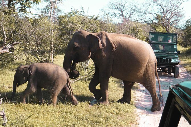 Yala National Park Entrance Ticket with Private Safari - FAQ