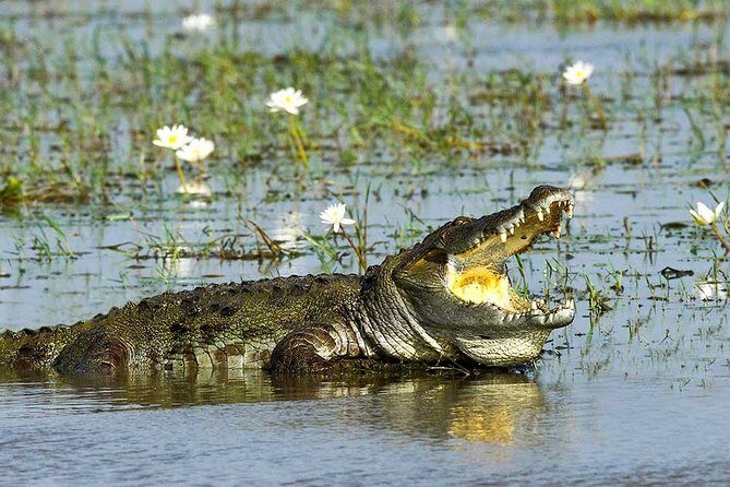 Yala National Park Full-Day Jeep Safari with Lunch - Pricing and Value