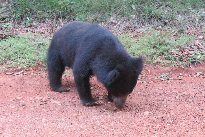 Yala National Park - Full Day Safari (04:30 am - 06:00 pm) - Who Should Consider This Tour?
