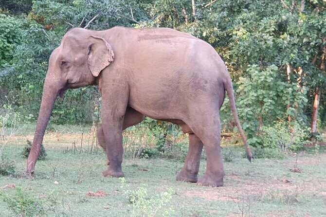 Yala National Park - Full Day Safari (04:30 am - 06:00 pm) - Final Thoughts