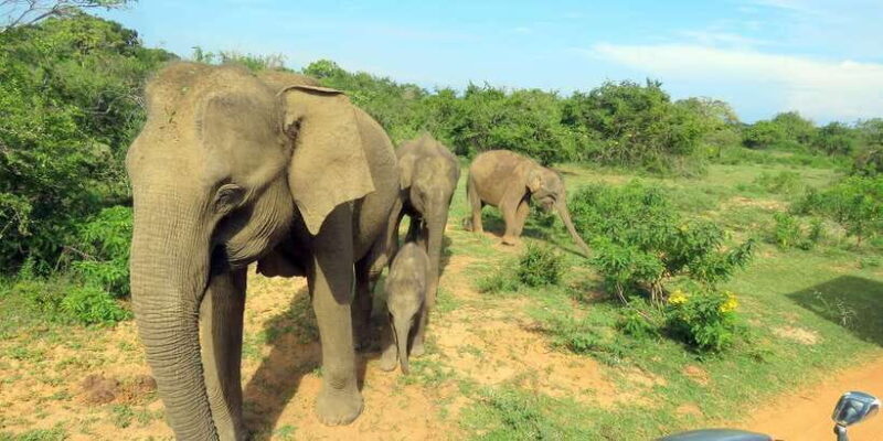 Yala National Park : Full Day Safari (04:30 am - 18:00 pm) - Yala National Park: Full Day Safari (04:30 am - 18:00 pm)