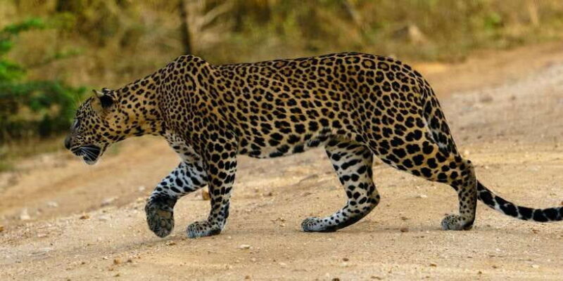 Yala National Park : Full Day Safari (04:30 am - 18:00 pm) - A Closer Look at the Itinerary