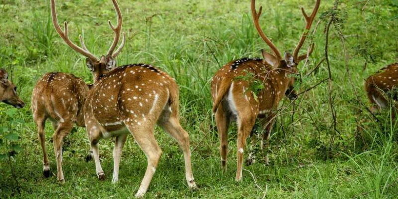 Yala National Park : Full Day Safari (04:30 am - 18:00 pm) - What’s Included & What to Expect