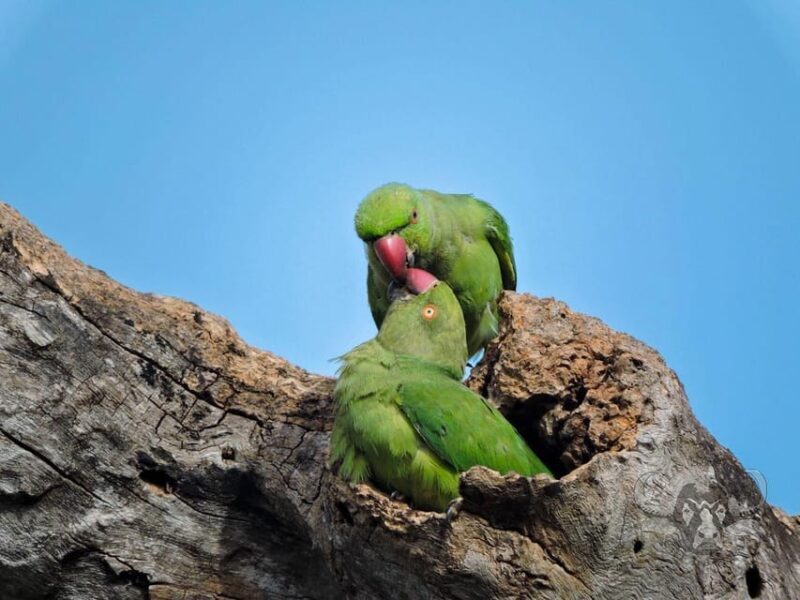 Yala National Park : Full Day Safari (04:30 am - 18:00 pm) - The Not-So-Perfect