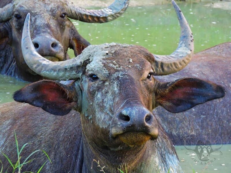 Yala National Park : Full Day Safari (04:30 am - 18:00 pm) - Authentic Experiences & Tips