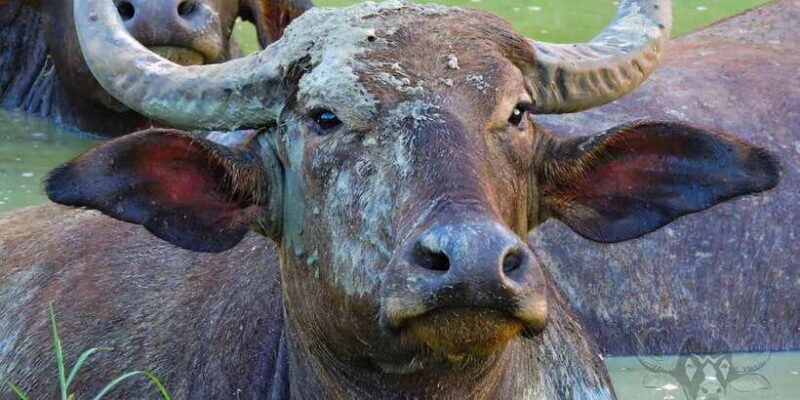 Yala National Park : Full Day Safari (04:30 am - 18:00 pm) - Final Thoughts