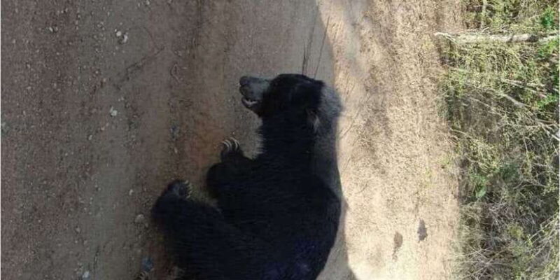 Yala National Park Full Day Safari - Key Points