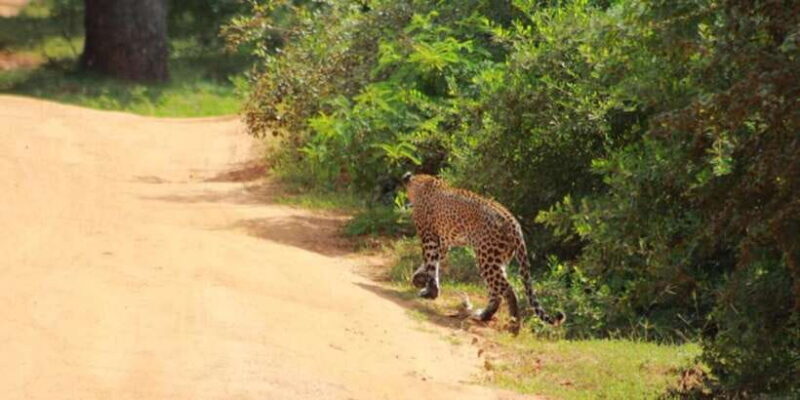 Yala National Park Full Day Safari - What to Expect on Your Yala Safari