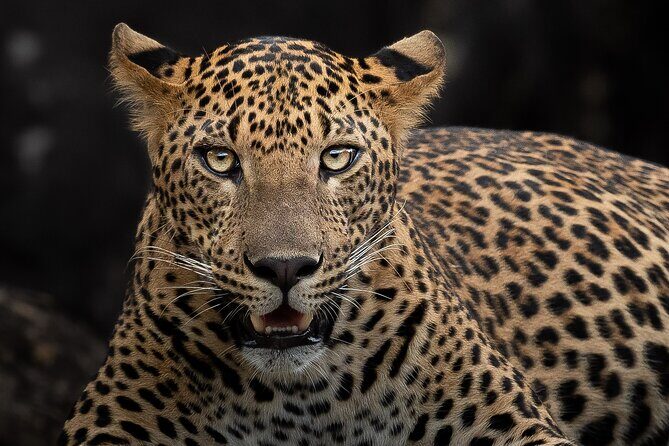 Yala National Park Full Day Safari Tour - Yala National Park Full Day Safari Tour: An Authentic Wildlife Adventure