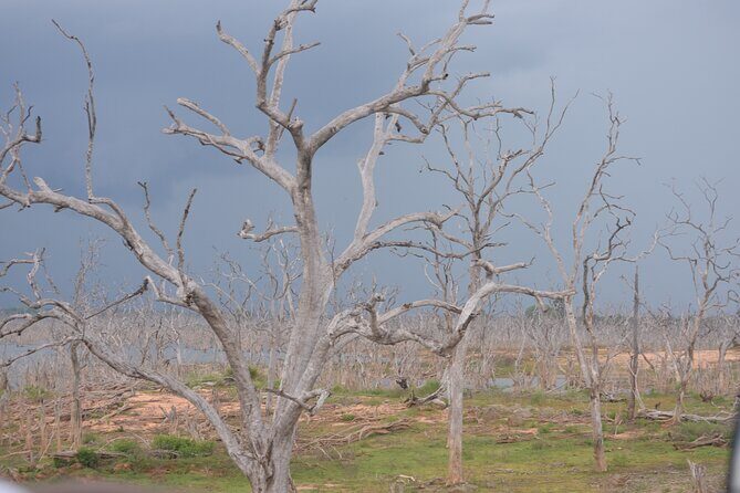 Yala National Park Full Day Safari Tour - Key Points