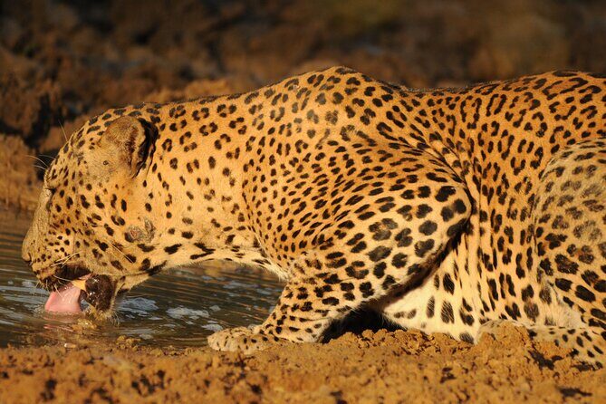 Yala National Park Full Day Safari Tour - FAQ